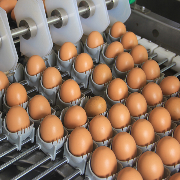 Egg farm packer